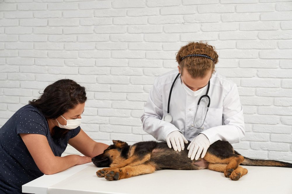 Emergency pet care service