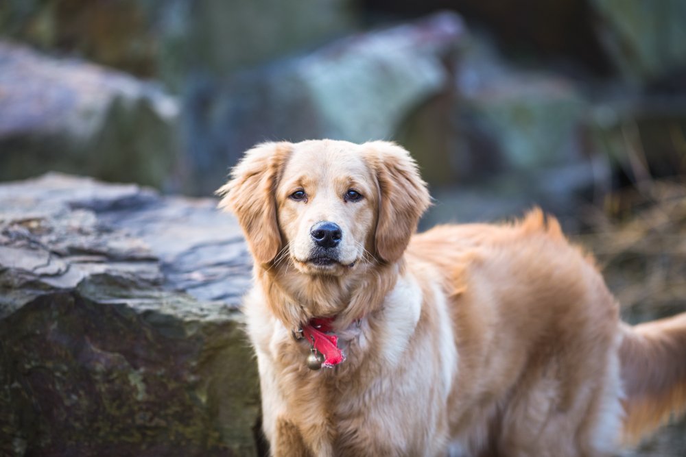 Happy Golden Retriever pet care