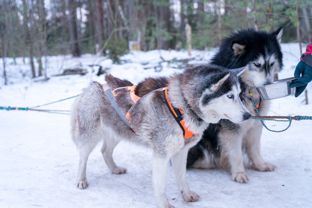 Happy Husky pet care