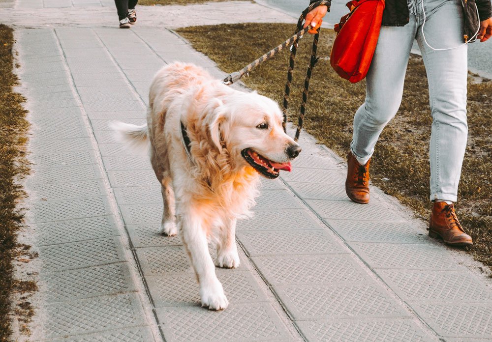 General pet care services