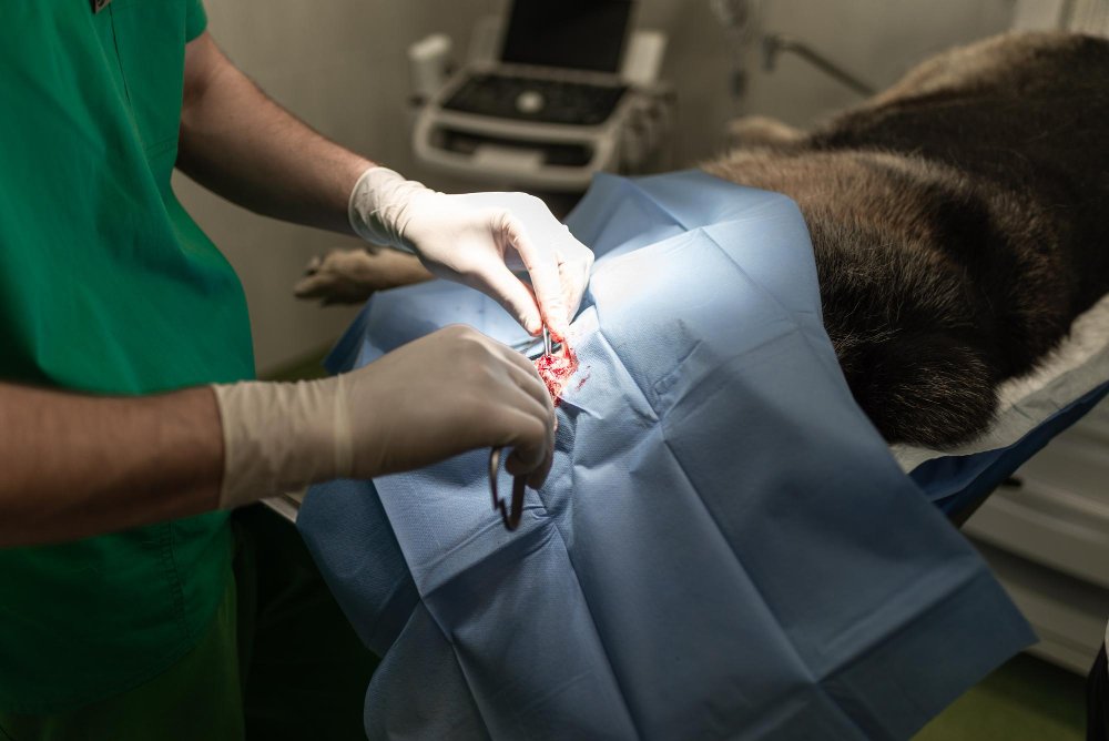 Pet surgery and treatment service